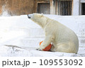 しろくま撮影 109553092