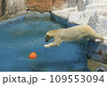 しろくま撮影 109553094