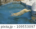 しろくま撮影 109553097
