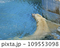 しろくま撮影 109553098