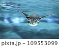 飛ぶペンギン 109553099