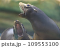 吠えるアシカ 109553100