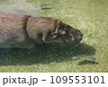 カバ水泳 109553101