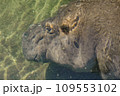 カバアップ 109553102
