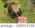 レッサーパンダ走る 109553138