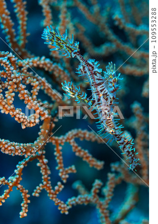 ニシキフウライウオ 109553288