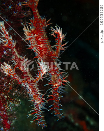 ニシキフウライウオ 109553289