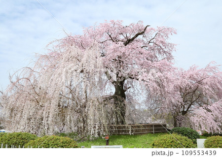 円山公園の枝垂れ桜 円山公園の枝垂れ桜 109553439