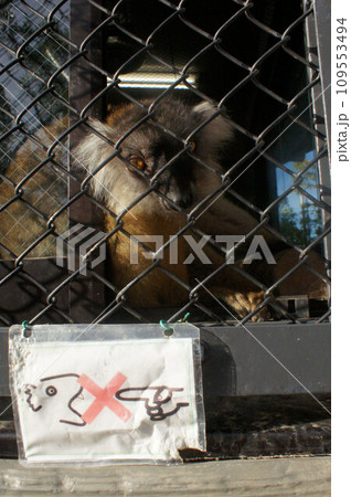 恩賜上野動物園の金網越しのクロキツネザル♀と目が合いました 恩賜上野動物園の金網越しのクロキツネザル♀と目が合いました 109553494
