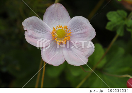 秋の庭に咲くピンク色のシュウメイギクの花 109553554