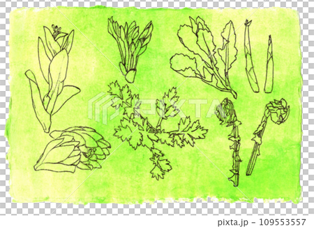 Wild vegetables and Japanese-style image materials that signal the arrival of spring 109553557