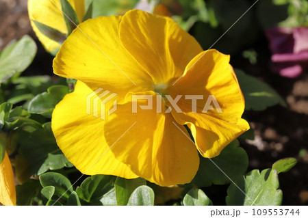 秋の庭に咲くピンク色のパンジーの花 秋の庭に咲くピンク色のパンジーの花 109553744