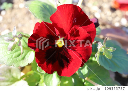 秋の庭に咲く赤いパンジーの花 秋の庭に咲く赤いパンジーの花 109553787