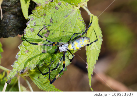 草葉に産卵後の老齢、やつれたの雌のジョロウグモ（自然光＆ストロボ・マクロレンズ接写） 109553937