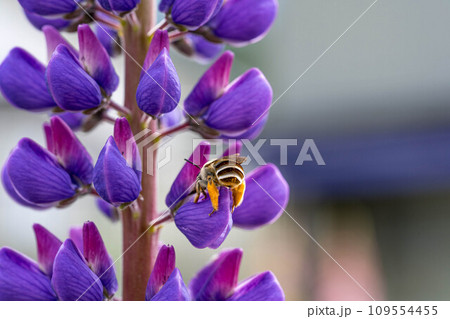 紫色のルピナスと花粉を集める蜜蜂と 紫色のルピナスと花粉を集める蜜蜂と 109554455