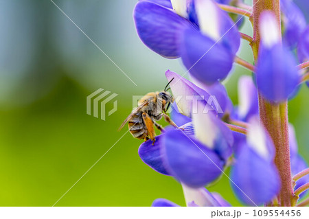 紫色のルピナスと花粉を集める蜜蜂と 109554456