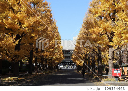 黄葉のイチョウ並木　横浜市　日吉キャンパス 109554468