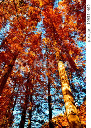 晩秋の水元公園 紅葉したメタセコイアの森の風景 109554469