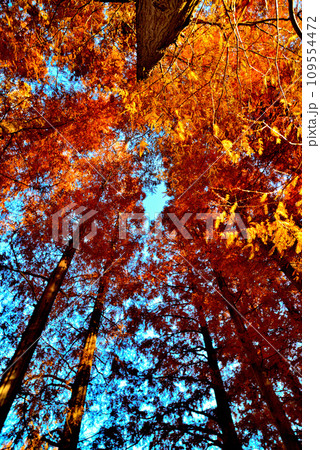 晩秋の水元公園 紅葉したメタセコイアの森の風景 109554472