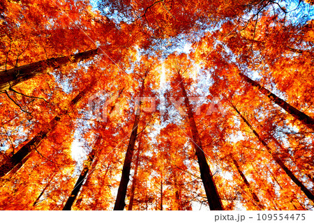 晩秋の水元公園 紅葉したメタセコイアの森の風景 109554475