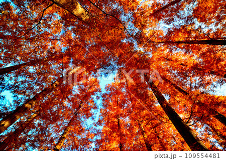 晩秋の水元公園 紅葉したメタセコイアの森の風景 109554481