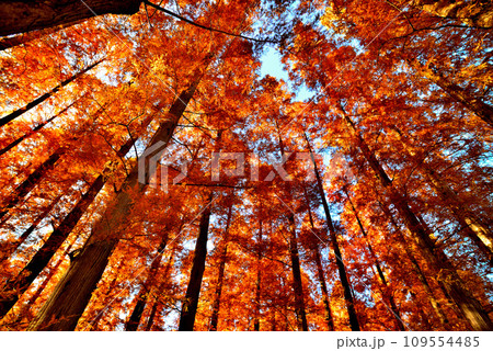 晩秋の水元公園 紅葉したメタセコイアの森の風景 晩秋の水元公園 紅葉したメタセコイアの森の風景 109554485