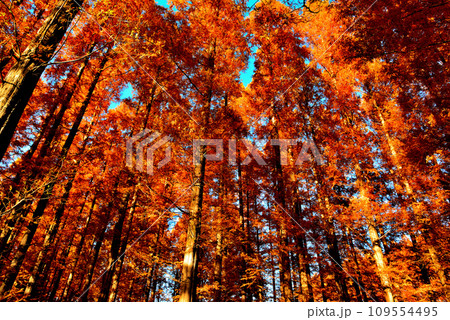 晩秋の水元公園 紅葉したメタセコイアの森の風景 109554495