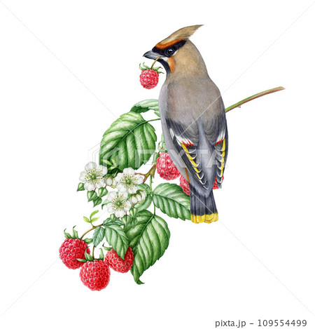 Waxwing bird on a raspberry branch. Watercolor illustration. Hand painted wild forest bird on a branch with red berries. Wildlife nature image scene. Waxwing bird eating berries. White background 109554499