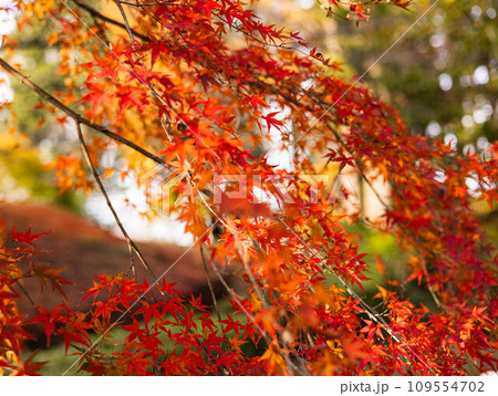 偕楽園　紅葉ロード 109554702