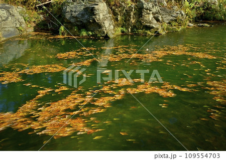 埼玉県嵐山町　紅葉の武蔵嵐山渓谷 109554703
