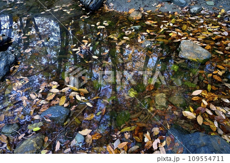 埼玉県嵐山町　紅葉の武蔵嵐山渓谷の水面に映る林 109554711