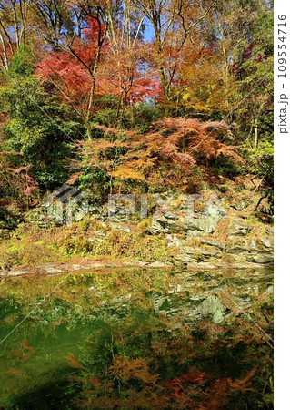 埼玉県嵐山町　紅葉の武蔵嵐山渓谷の水面に映る林 109554716