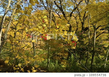 埼玉県嵐山町　紅葉の武蔵嵐山渓谷の赤い実の付くオオカメノキ 109554736