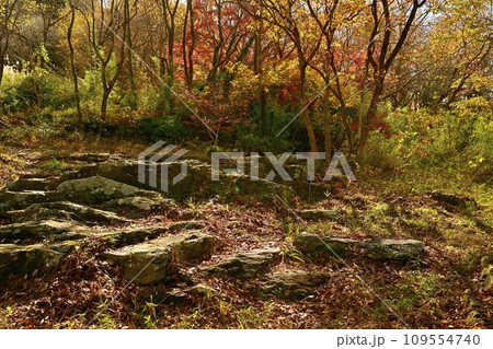 埼玉県嵐山町　紅葉の武蔵嵐山渓谷の岩畳 109554740