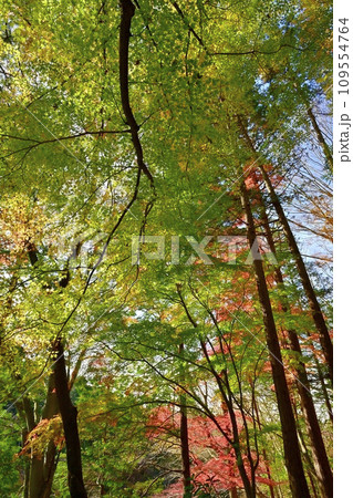 埼玉県嵐山町　紅葉の武蔵嵐山渓谷のモミジの木々 109554764