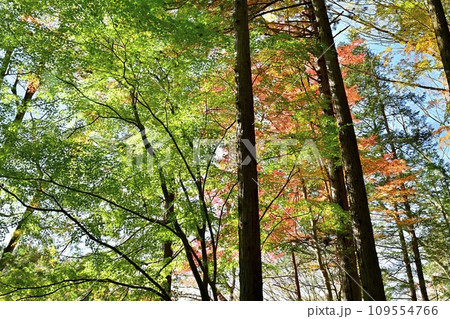 埼玉県嵐山町 紅葉の武蔵嵐山渓谷のモミジの木々 埼玉県嵐山町 紅葉の武蔵嵐山渓谷のモミジの木々 109554766