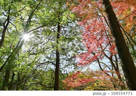 埼玉県嵐山町　紅葉の武蔵嵐山渓谷のモミジの木々 109554771