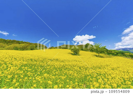 春の三ノ倉高原(スキー場)花畑　菜の花　福島県喜多方市 109554809