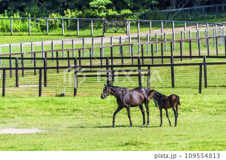 夏の競走馬生産牧場　親子　北海道 109554813