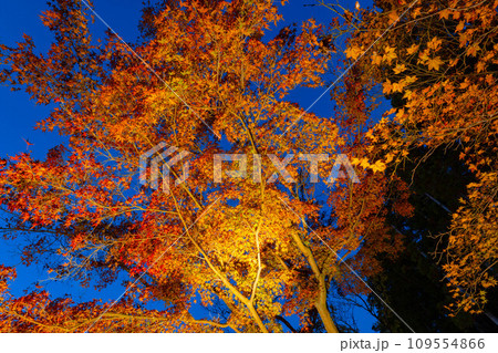 偕楽園 紅葉ロード 偕楽園 紅葉ロード 109554866