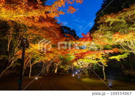 偕楽園 紅葉ロード 偕楽園 紅葉ロード 109554867