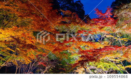 偕楽園 紅葉ロード 偕楽園 紅葉ロード 109554868
