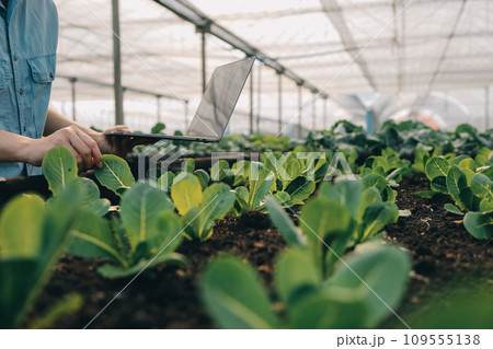 A black female farmer using a tablet smiling friendly at the organic vegetable plots inside the nursery.African woman Taking care of the vegetable plot with happiness in greenhouse using technology. A black female farmer using a tablet smiling friendly at the organic vegetable plots inside the nursery.African woman Taking care of the vegetable plot with happiness in greenhouse using technology. 109555138