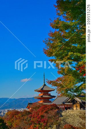 【京都府】11月・紅葉時期に大勢の観光客で賑わう清水寺 109555276