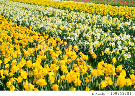 Idyllic Holland Countryside Scenery with Endless Blooming Yellow Daffodils in Spring Idyllic Holland Countryside Scenery with Endless Blooming Yellow Daffodils in Spring 109555281