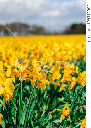 Breathtaking Springtime Scene of Holland Field Blanketed with Yellow Daffodils Breathtaking Springtime Scene of Holland Field Blanketed with Yellow Daffodils 109555303
