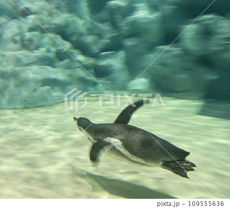 ペンギン 109555636