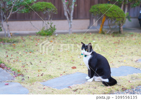 観福寺の秋 109556135