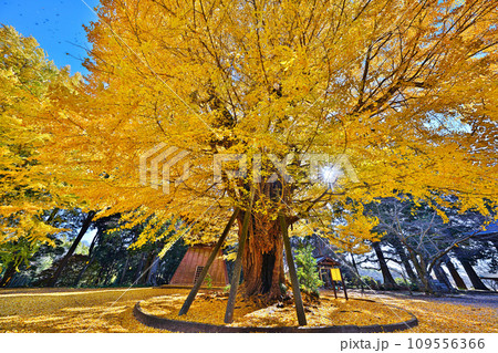 西蓮寺の秋 109556366