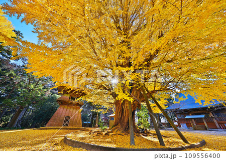 西蓮寺の秋 西蓮寺の秋 109556400